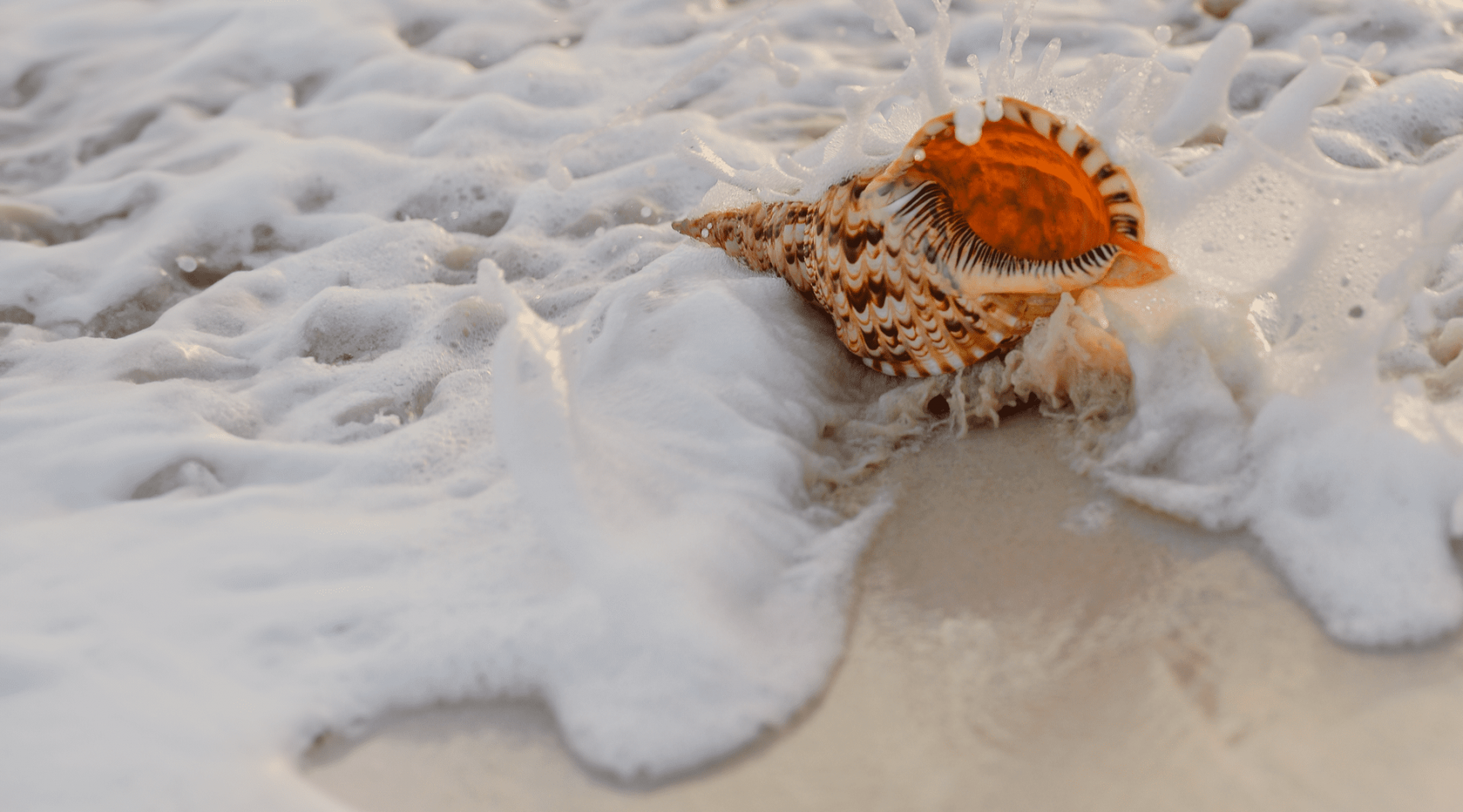 Гінекологія