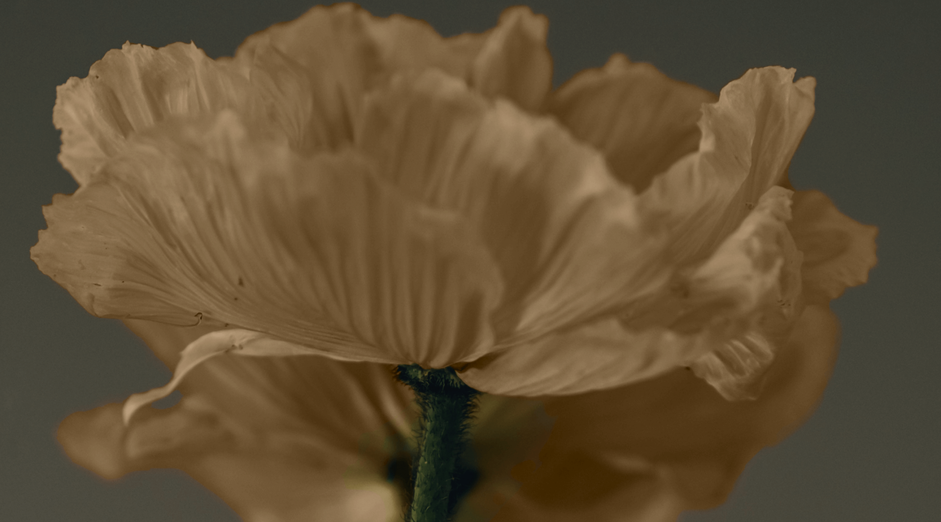 Аспірація ендометрія