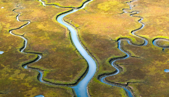 ЛІКУВАННЯ ВАРИКОЗУ: ПРИЧИНИ, СИМПТОМИ, УСКЛАДНЕННЯ ТА МЕТОДИ ЛІКУВАННЯ
