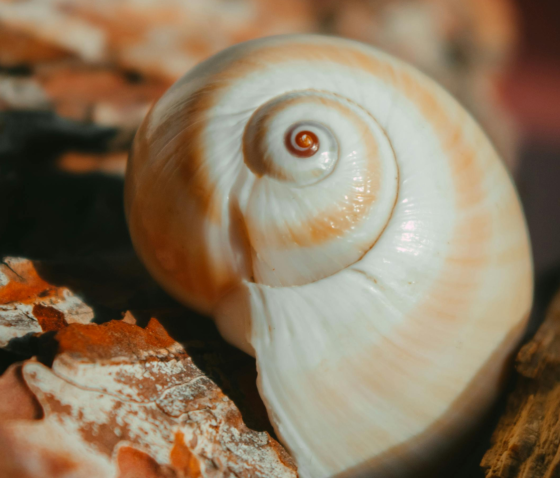 ВСЕ, ЩО ПОТРІБНО ЗНАТИ ПРО ВНУТРІШНЬОМАТКОВІ СПІРАЛІ