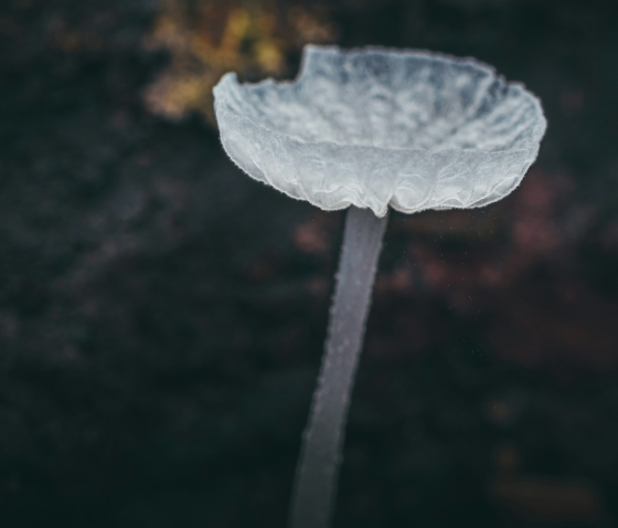 ПЕРЛАМУТРОВІ ПАПУЛИ: ПРИЧИНИ ТА ЛІКУВАННЯ