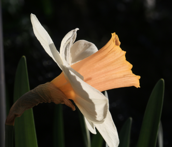 ГІПЕРТРОФІЯ МАЛИХ СТАТЕВИХ ГУБ