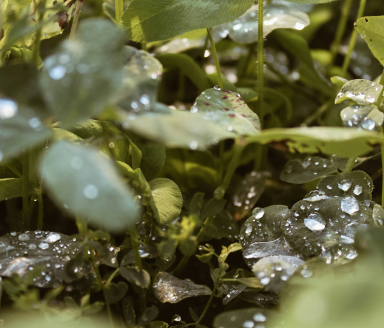 ПОЛІКІСТОЗ ЯЄЧНИКІВ: ПРИЧИНИ, СИМПТОМИ ТА ЛІКУВАННЯ