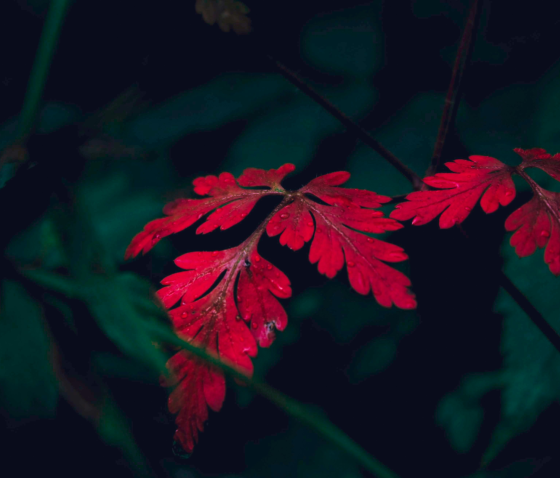 СТАДІЇ ВАРИКОЗУ: ЛІКУВАННЯ ВАРИКОЗУ НА РІЗНИХ СТАДІЯХ