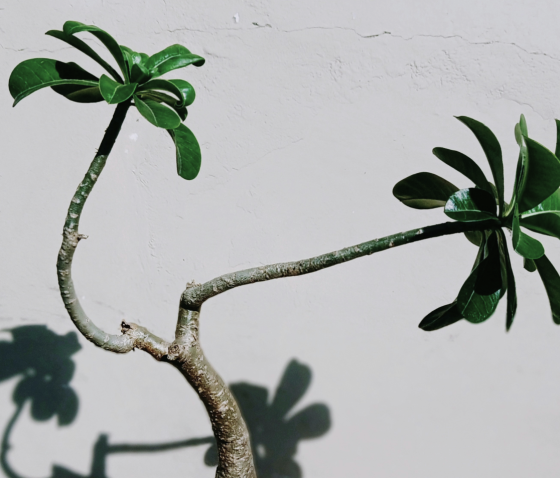 ДО ЧОГО МОЖЕ ПРИЗВЕСТИ НЕ ЛІКУВАННЯ ВИКРИВЛЕННЯ СТАТЕВОГО ЧЛЕНА?