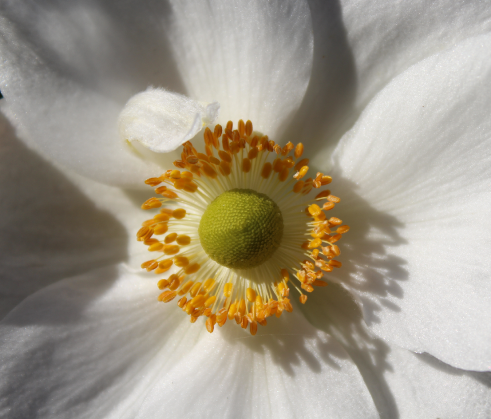 ЧТО ТАКОЕ ДЕРМАТОФИБРОМА НА КОЖЕ И КАК ОТ НЕЕ ИЗБАВИТЬСЯ?